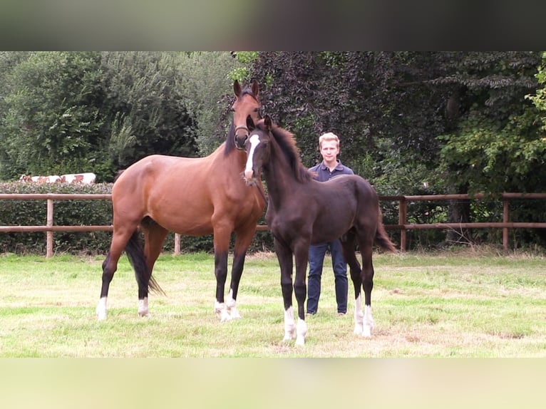 Oldenburger Hengst Veulen (04/2025) Zwartbruin in Cloppenburg