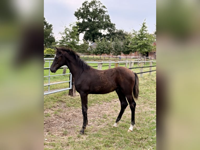 Oldenburger Hengst Veulen (04/2025) Zwartbruin in Damme