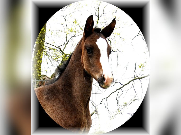 Oldenburger Hengst  Zwartbruin in Löningen