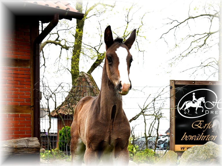 Oldenburger Hengst  Zwartbruin in Löningen