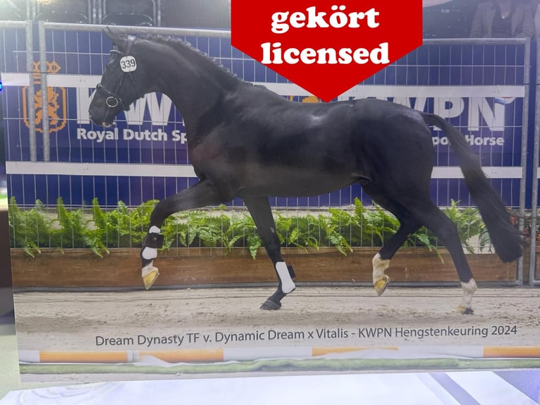 Oldenburger Hengst  Zwartbruin in Löningen