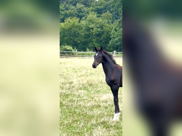 Oldenburger Hengst Veulen (04/2025) Zwartbruin in Rosdorf