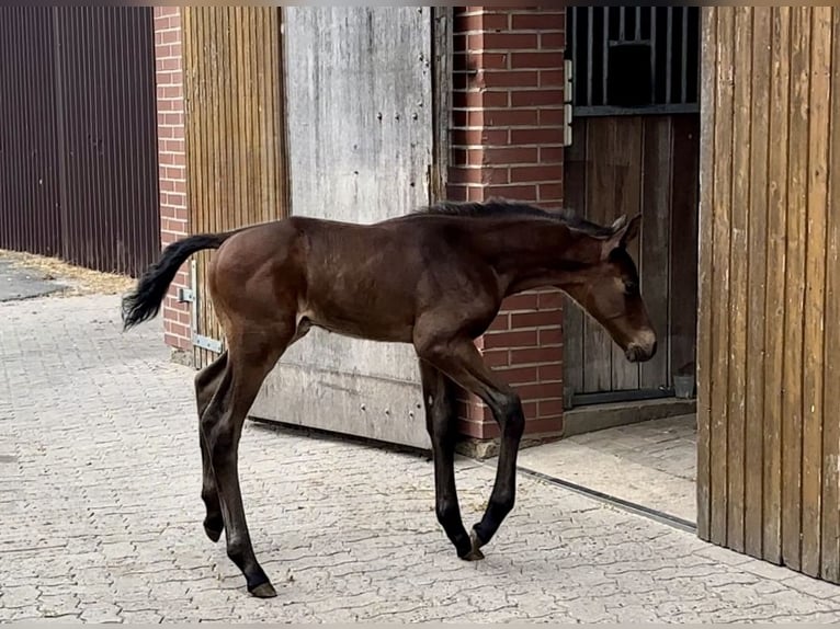 Oldenburger Hengst Veulen (04/2025) Zwartbruin in Vechta