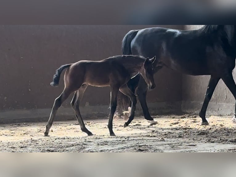 Oldenburger Hengst Veulen (04/2025) Zwartbruin in Vechta