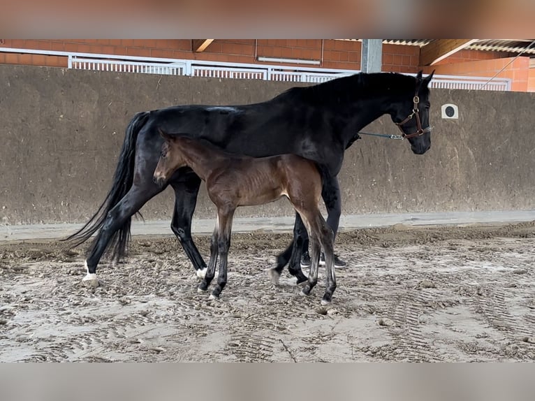 Oldenburger Hengst Veulen (04/2025) Zwartbruin in Vechta