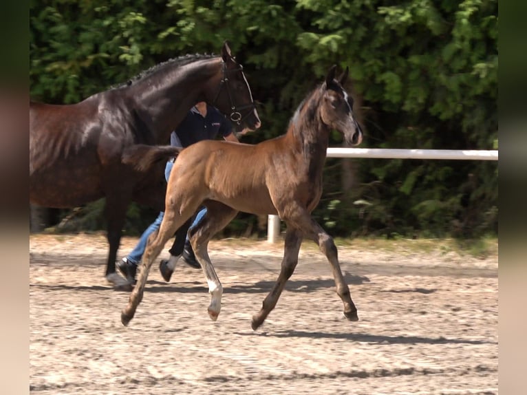 Oldenburger Hengst Veulen (05/2025) Zwartbruin in Raum Vechta