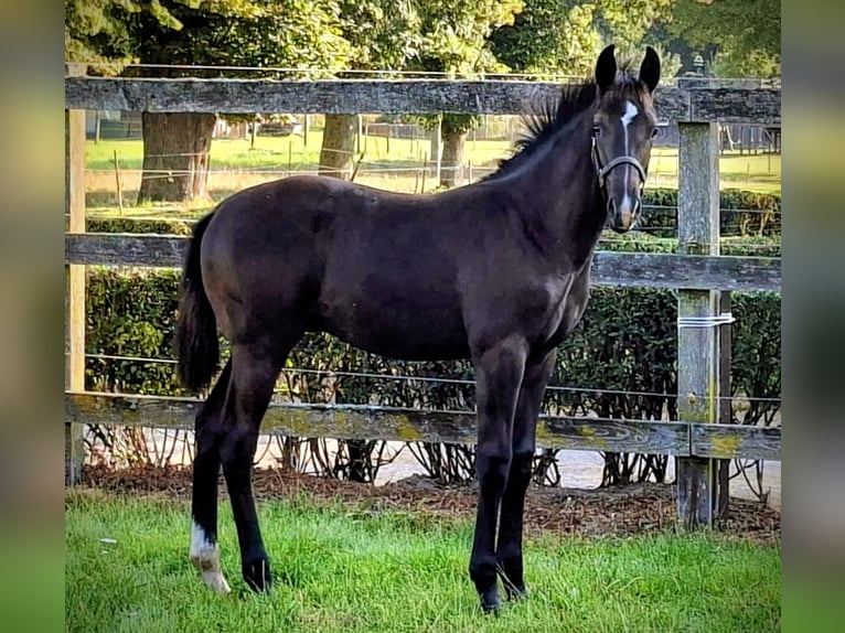 Oldenburger Hengst Veulen (05/2025) Zwartbruin in Raum Vechta