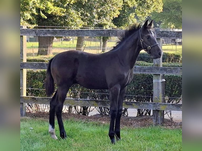 Oldenburger Hengst Veulen (05/2025) Zwartbruin in Raum Vechta