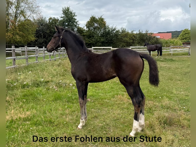 Oldenburger Hengst Veulen (03/2026) Zwartbruin in Lengerich