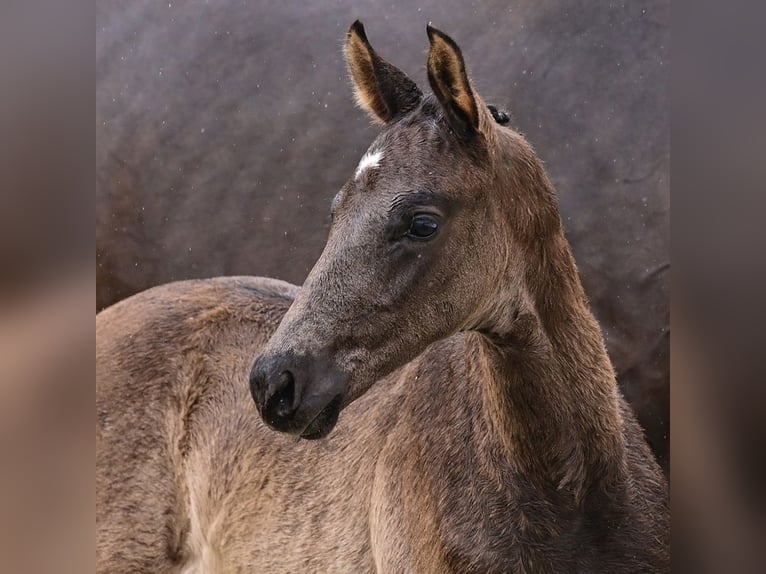 Oldenburger Hengst Veulen (03/2026) Zwartbruin in Vechta