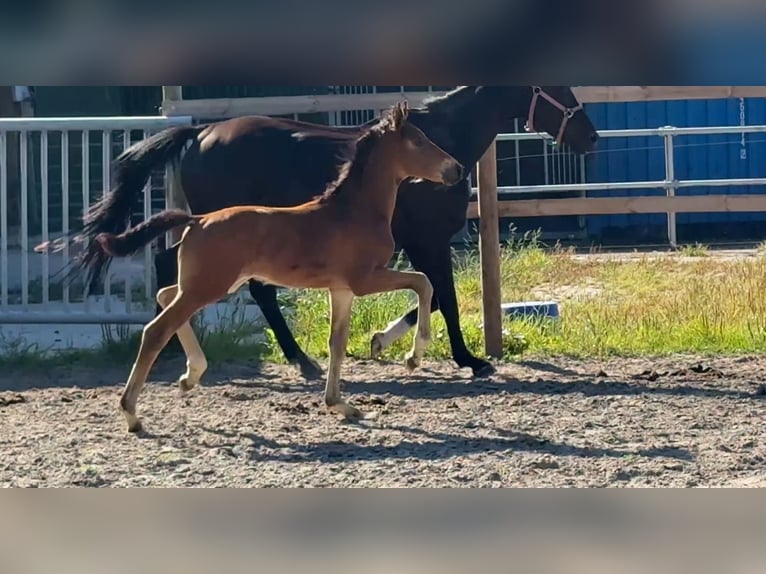 Oldenburger Hengst Veulen (05/2025) Zwartbruin in Vechta