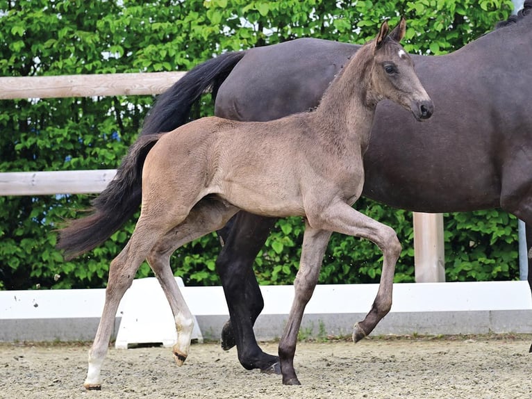 Oldenburger Hengst Veulen (03/2026) Zwartbruin in Vechta