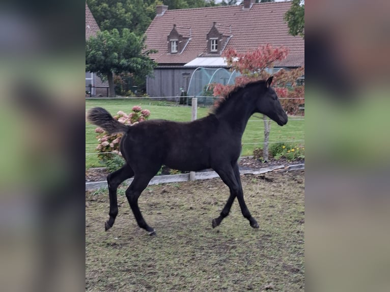 Oldenburger Hengst Veulen (05/2025) Zwartbruin in zaffelare