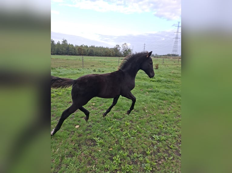Oldenburger Hengst Veulen (05/2025) Zwartbruin in zaffelare