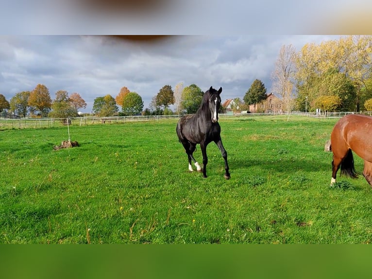 Oldenburger Hengst Zwart in Herbstein