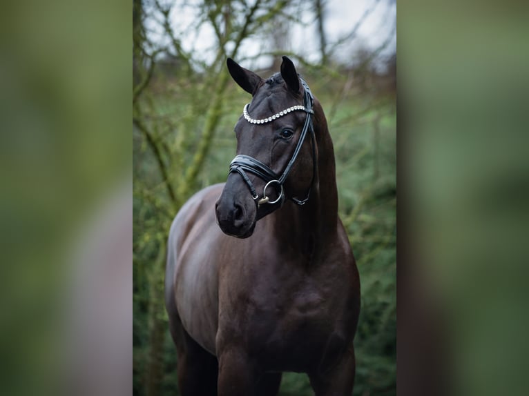 Oldenburger Hengst Zwart in Ostercappeln