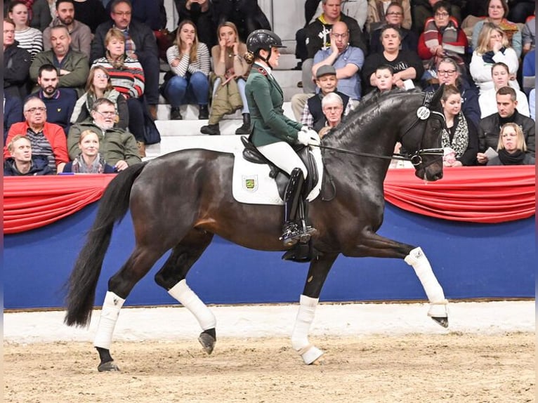 Oldenburger Hengst Zwartbruin in Moritzburg