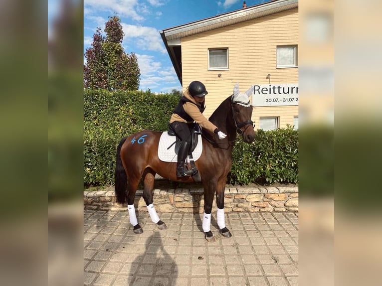 Oldenburger Merrie 10 Jaar 161 cm Bruin in Rastatt