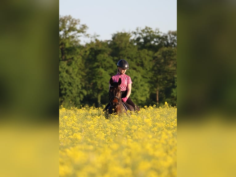 Oldenburger Merrie 10 Jaar 161 cm Donkerbruin in Vechelde