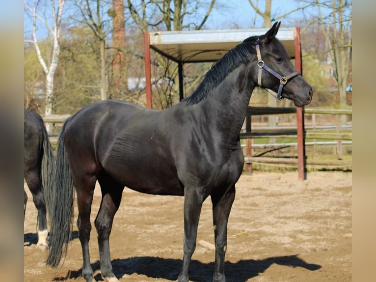 Oldenburger Merrie 10 Jaar 162 cm Zwart in Radeburg