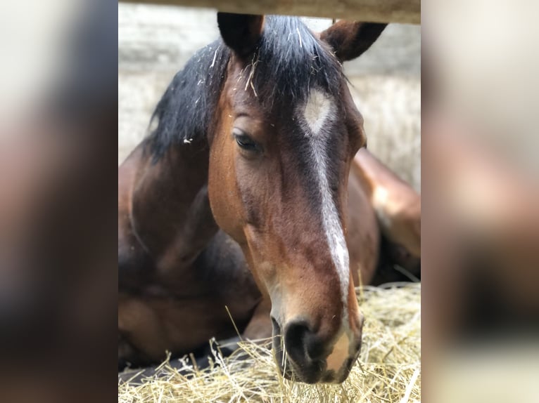 Oldenburger Merrie 10 Jaar 163 cm Bruin in Kalletal