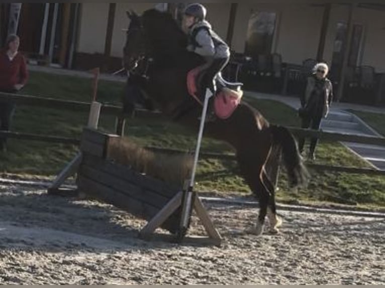 Oldenburger Merrie 10 Jaar 163 cm Bruin in Kalletal