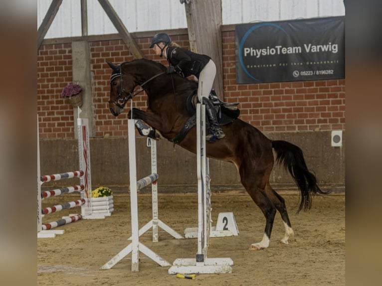 Oldenburger Merrie 10 Jaar 163 cm Bruin in Kalletal