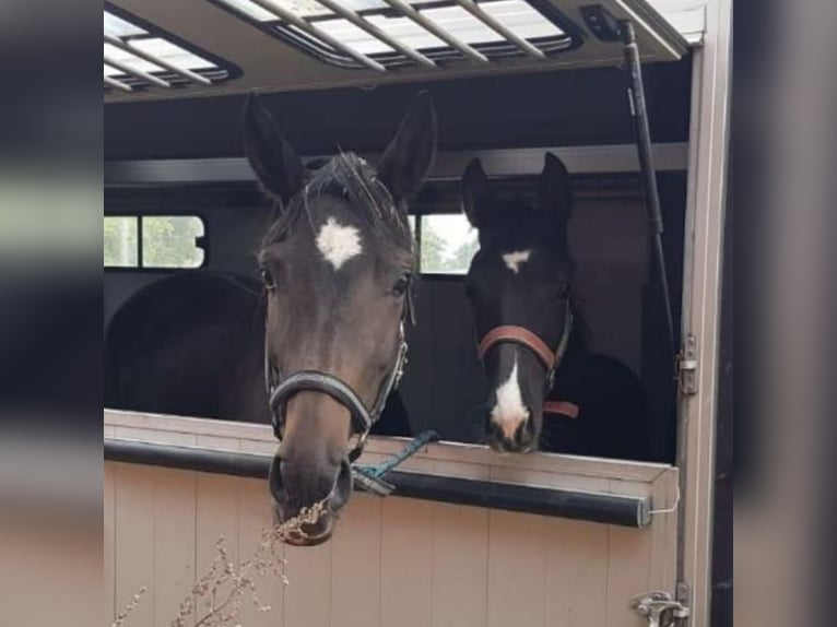 Oldenburger Merrie 10 Jaar 164 cm Bruin in Haaksbergen