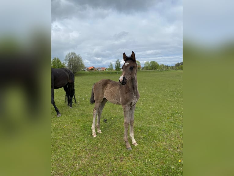 Oldenburger Merrie 10 Jaar 164 cm Bruin in Haaksbergen
