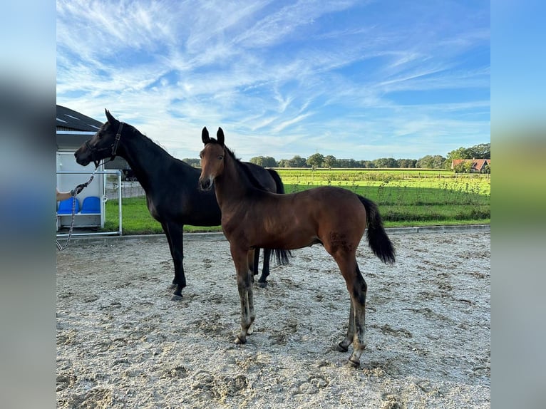 Oldenburger Merrie 10 Jaar 164 cm Bruin in Haaksbergen