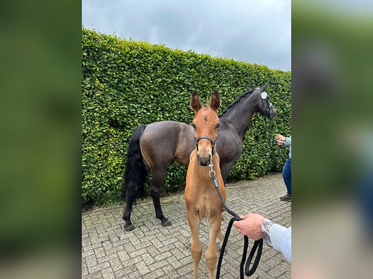 Oldenburger Merrie 10 Jaar 164 cm Bruin in Haaksbergen
