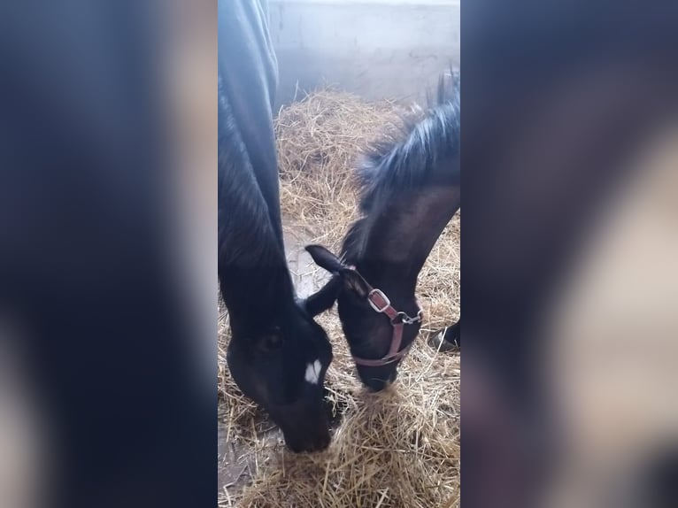 Oldenburger Merrie 10 Jaar 164 cm Bruin in Haaksbergen