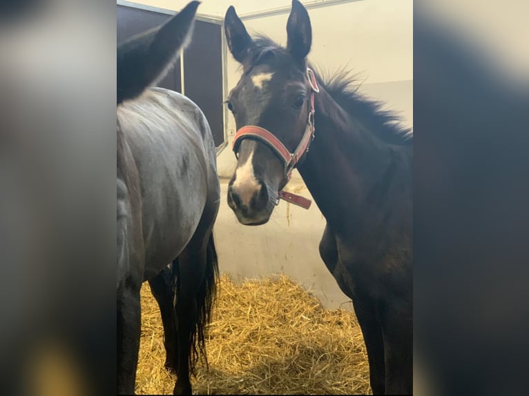 Oldenburger Merrie 10 Jaar 164 cm Bruin in Haaksbergen