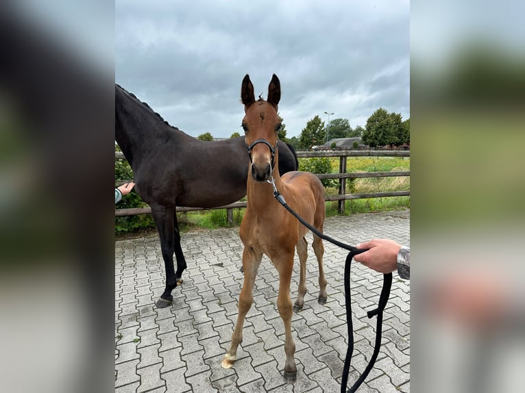 Oldenburger Merrie 10 Jaar 164 cm Bruin in Haaksbergen