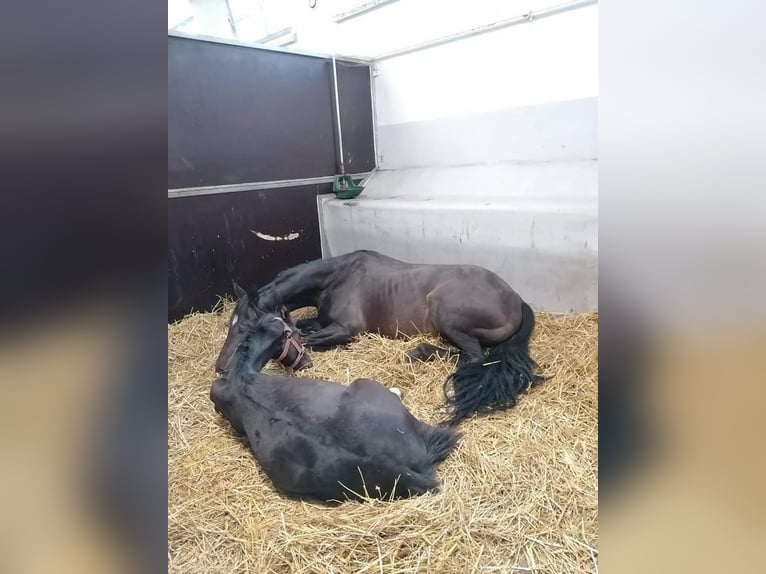 Oldenburger Merrie 10 Jaar 164 cm Bruin in Haaksbergen