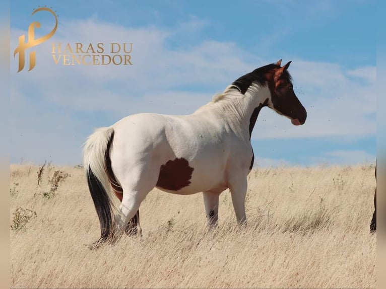 Oldenburger Merrie 10 Jaar 164 cm Tobiano-alle-kleuren in Marly-sous-Issy