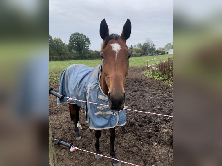 Oldenburger Merrie 10 Jaar 165 cm Bruin in Gottesgabe