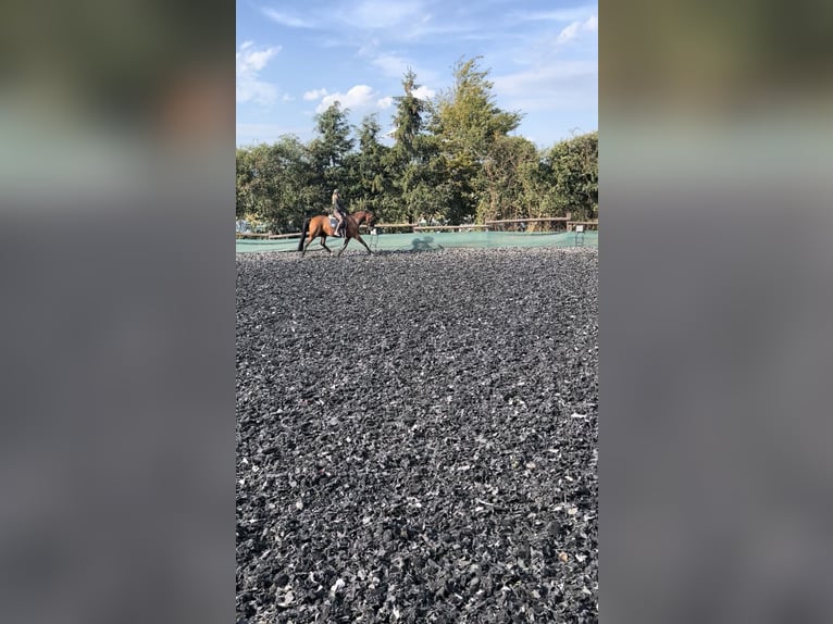 Oldenburger Merrie 10 Jaar 165 cm Bruin in Gottesgabe