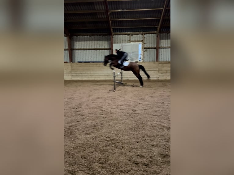 Oldenburger Merrie 10 Jaar 165 cm Bruin in Gottesgabe
