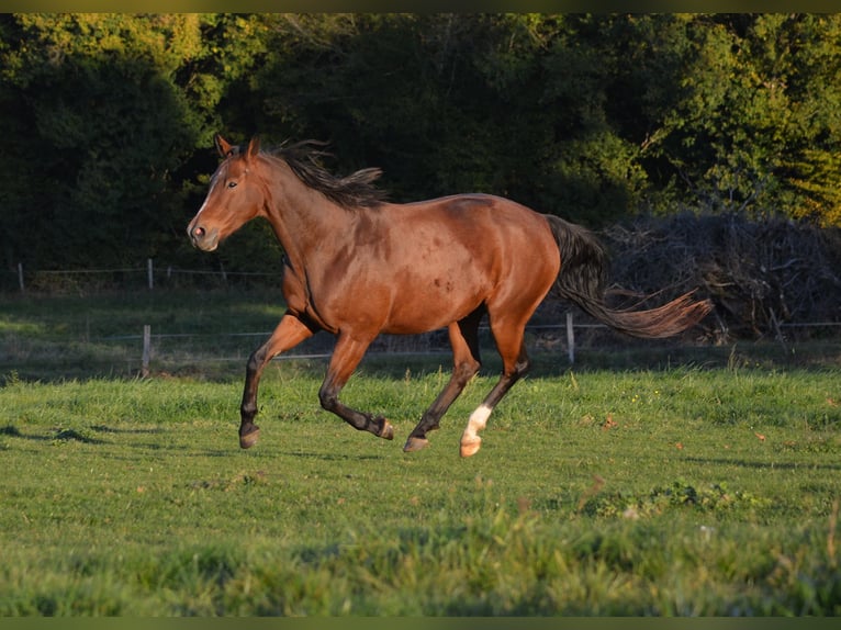 Oldenburger Merrie 10 Jaar 165 cm Bruin in Lavernay