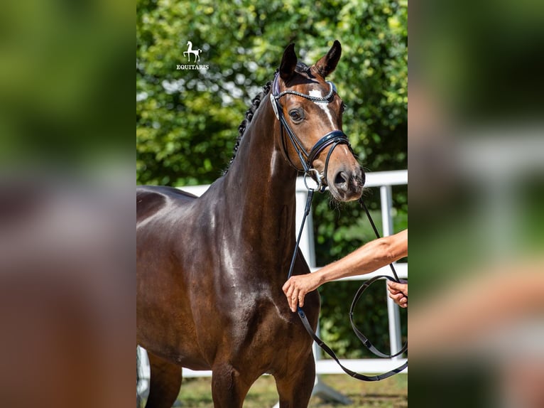 Oldenburger Merrie 10 Jaar 165 cm Donkerbruin in Garrel