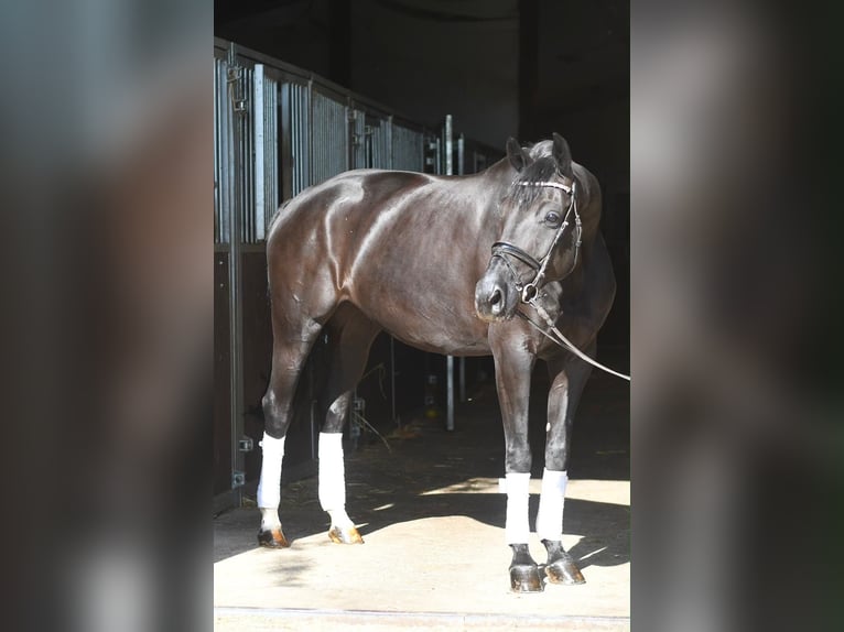 Oldenburger Merrie 10 Jaar 165 cm Zwart in Geilenkirchen