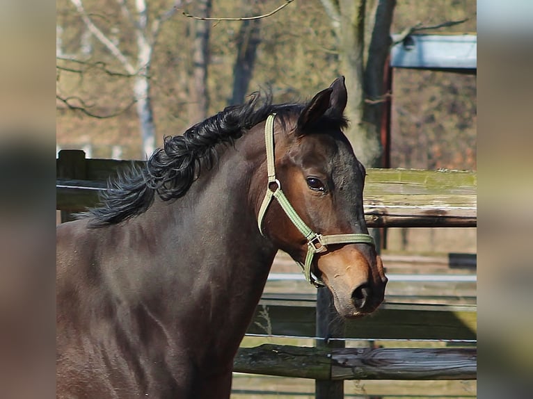 Oldenburger Merrie 10 Jaar 166 cm Donkerbruin in Radeburg