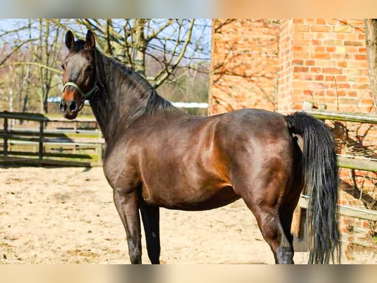 Oldenburger Merrie 10 Jaar 166 cm Donkerbruin in Radeburg