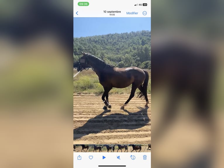 Oldenburger Merrie 10 Jaar 166 cm Zwart in Aubagne