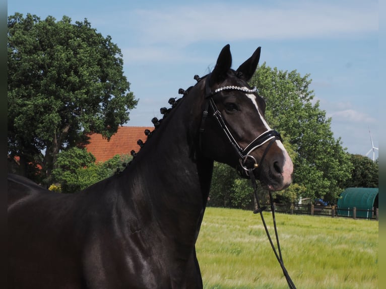Oldenburger Merrie 10 Jaar 168 cm Zwart in Bramsche