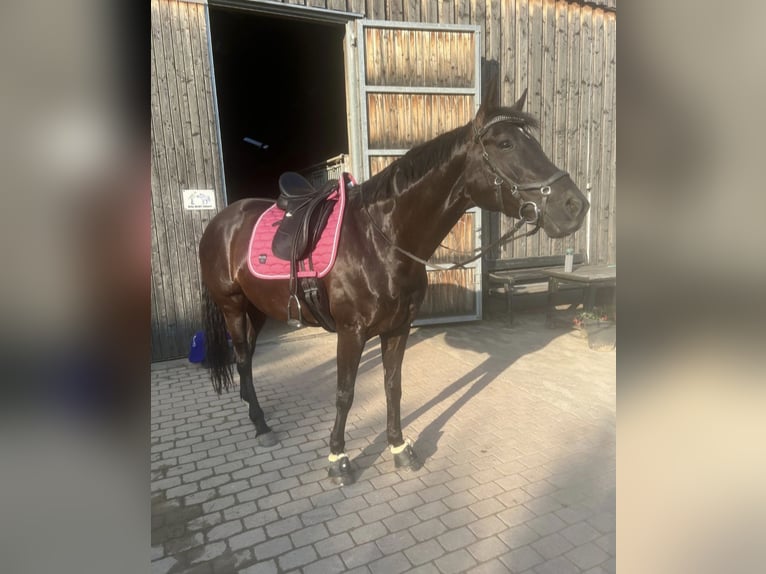 Oldenburger Merrie 10 Jaar 168 cm Zwart in Lennestadt