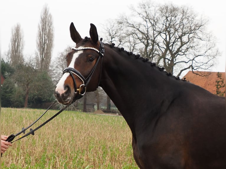 Oldenburger Merrie 10 Jaar 169 cm Donkerbruin in Bramsche