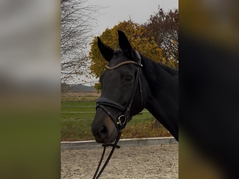 Oldenburger Merrie 10 Jaar 169 cm Zwart in Sch&#xF6;nwalde-Glien OT Pausin