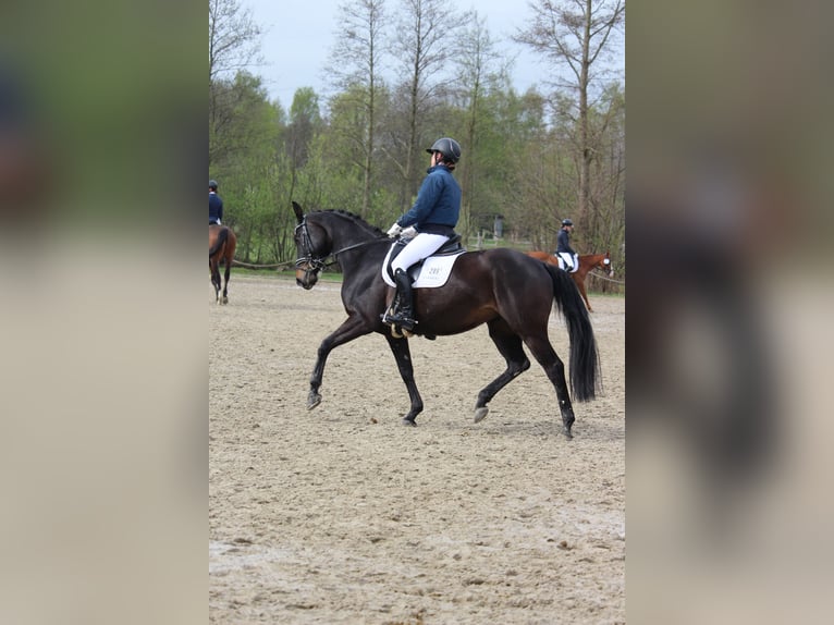 Oldenburger Merrie 10 Jaar 170 cm Donkerbruin in Hamburg Kirchwerder